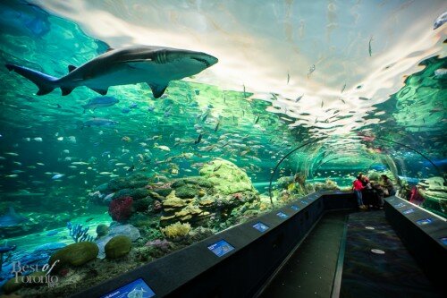 Ripleys-Aquarium-BestofToronto-2013-022